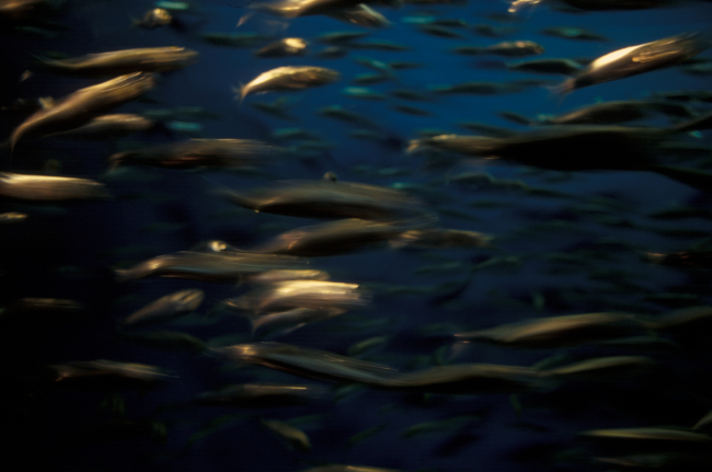 A school of squid underwater