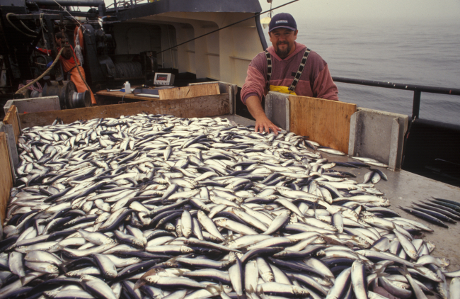 Sorting trawl catch on NOAA Ship MILLER FREEMAN