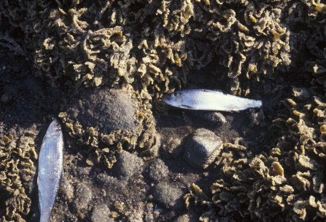 Spawning herring stranded at low tide