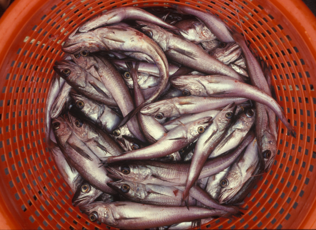 Pollock in a basket