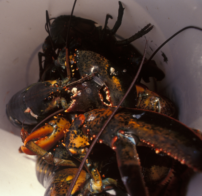 Lobster captured for study off New England