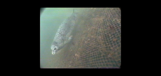 Video of harbor seal looking for a free meal from a fishing net