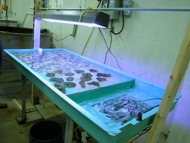 Growth of mushroom coral under specific light conditions for transplanting to unit at Bridgeport Regional Vocational Aquaculture School in Bridgeport, Connecticut
