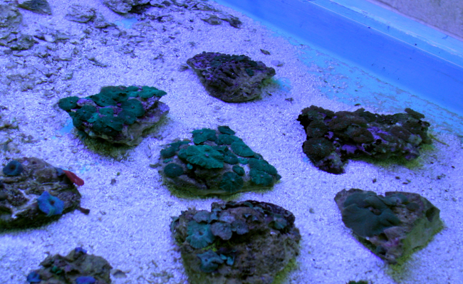 Close up mushroom coral starts in tank