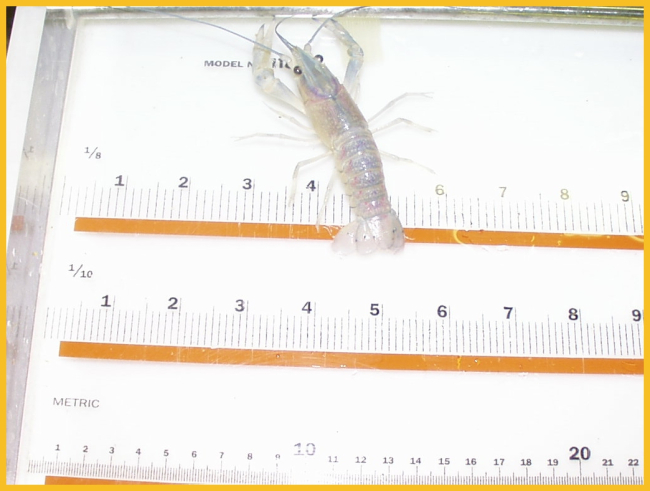 Shrimp being measured by students at the Bridgeport Regional VocationalAquaculture School at Bridgeport, Connecticut