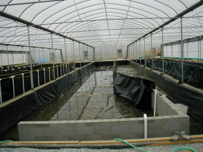 Photo of plastic circular aquaculture tanks and greehhouses used for aquaculture
