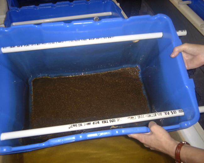 Clam spat in plastic unit used for culture at Harbor Branch OceanographicInstitute