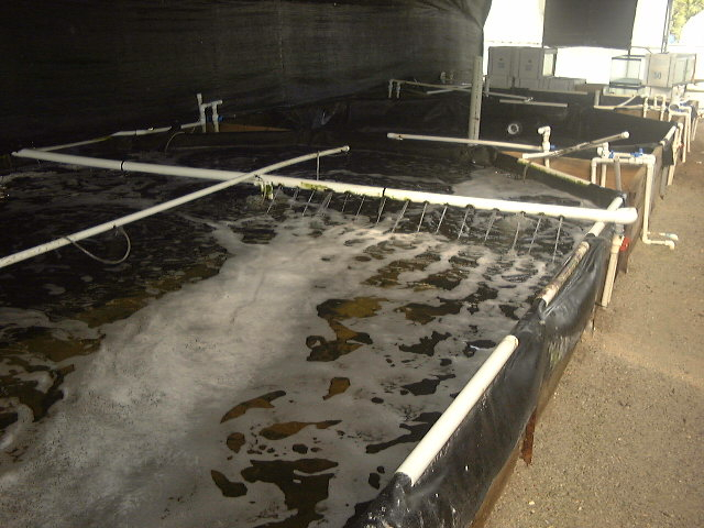 Recirculating raceways being used for Southern Flounder cultureHarbor Branch Oceanographic Institute