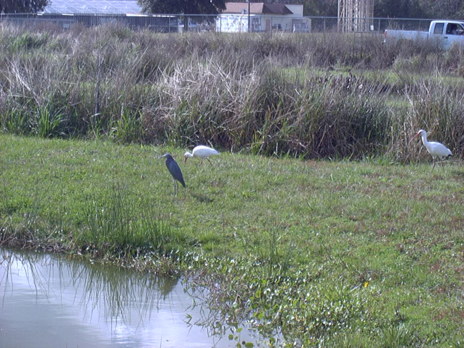 Protected herons feeding outside an ornamental pond culture facilityat the University of Florida Institute of Food and Agricultural Sciences