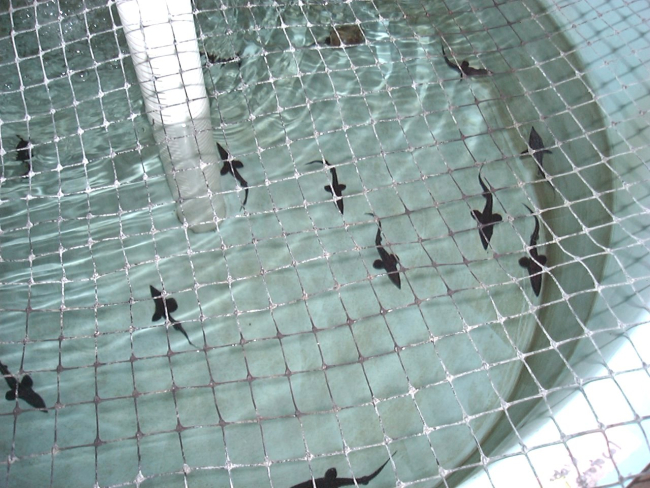 Juvenile Atlantic sturgeon in a conservation culture project at theUniversity of Florida, Department of Fisheries and Aquatic Sciences Program