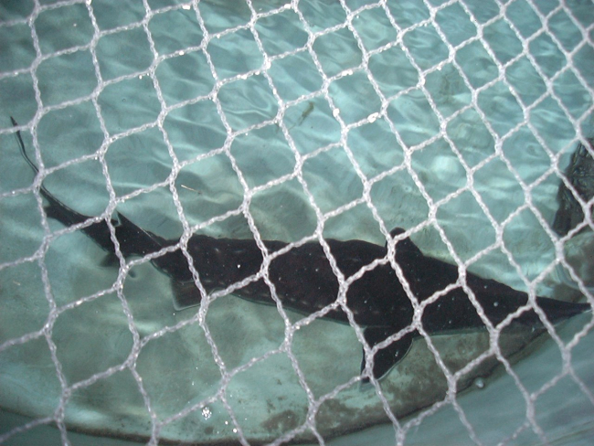 Atlantic sturgeon held for broodstock in recirculating tank