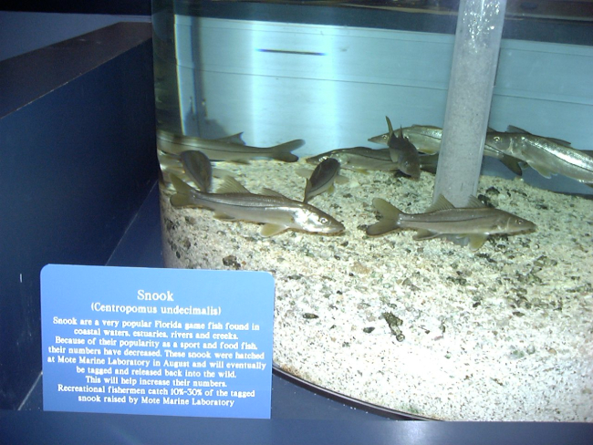 Snook, Centropomus undecimalus, in an aquarium at the Epcot Living Seasexhibit