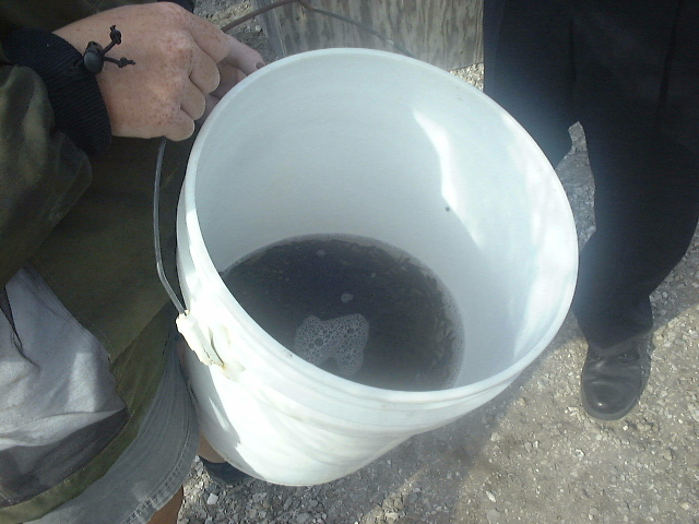 Bucket of red drum fingerlings for stock enhancement program