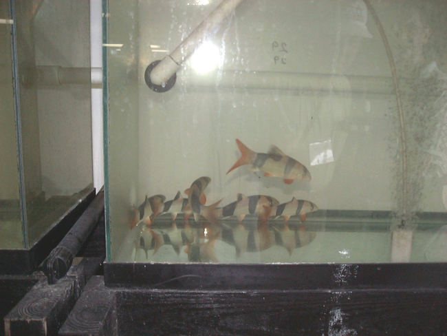 Clown Loach (Botia macracantha) in an aquarium at the Florida Instituteof food and Agricultue Laboratroy