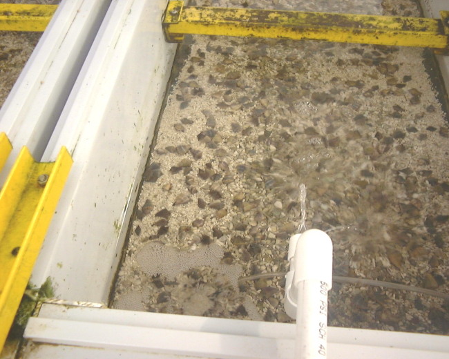 Juvenile strombus gigas on sandy bottom in flow-through tank