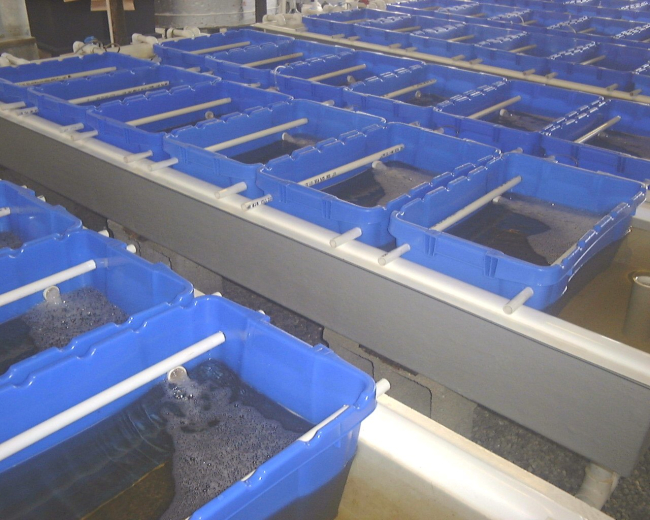 Close up of clams in hanging baskets in flow through system at theHarbor Branch Oceanographic Institute