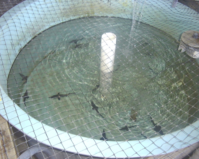 Juvenile Atlantic sturgeon in a conservation culture project at theUniversity of Florida, Department of Fisheries and Aquatic Sciences Program