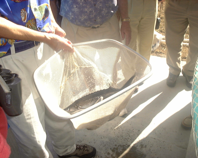 Atlantic sturgeon grown from juvenile as part of conservation project atthe Institute of Food and Agricultural Sciences aquaculture laboratory