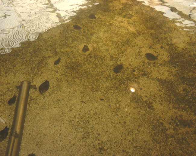 Juvenile Strombus gigus on sandy bottom of tank