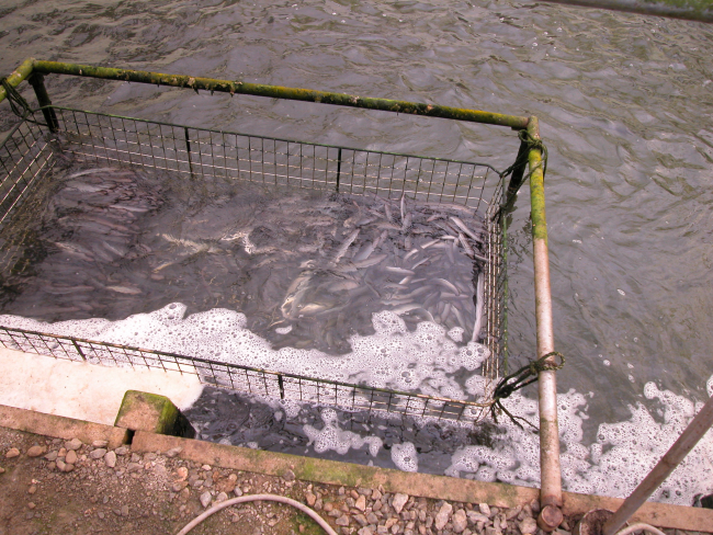 Eels orienting to feeding cage at Japanese eel farm in Shizuoka PrefectureAnguilla japonica, freshwater eel