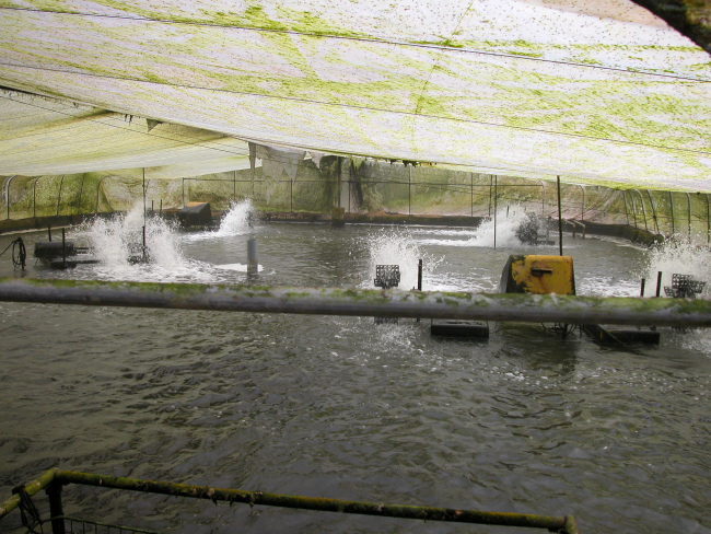 Paddle pumps to aerate eel pond under heated greenhouse
