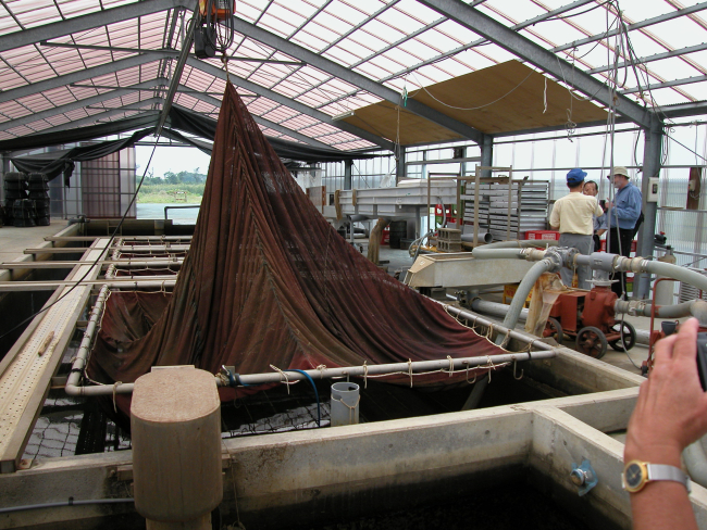 Freshwater eel, Anguilla japonica, sorting and transport device