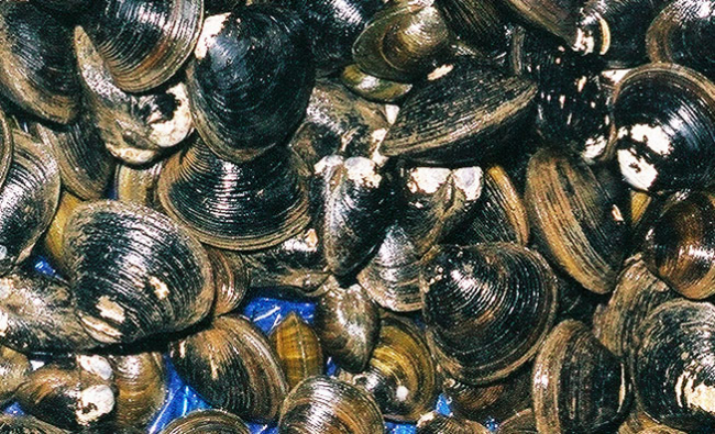 Corbicula clam for sale at Shiogama market in Japan