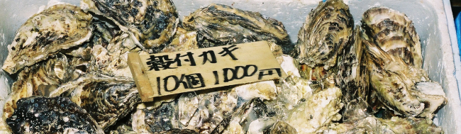 Marine oysters, Crassostrea gigas, for sale at the Shiogama market in Japan