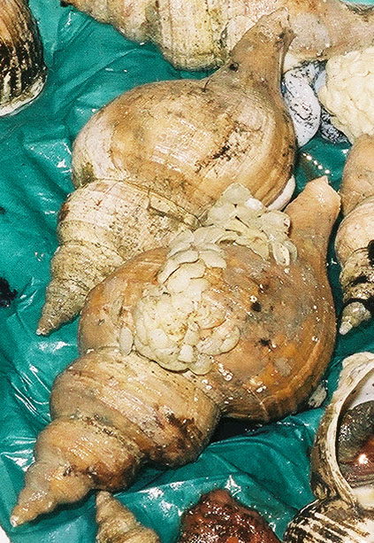Neptunia, a type of whelk, sold for food at the Shiogama market in Japan