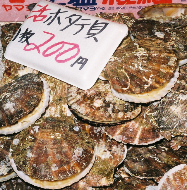 Patinopecten caurinus scallop for sale that the Shiogama market in Japan