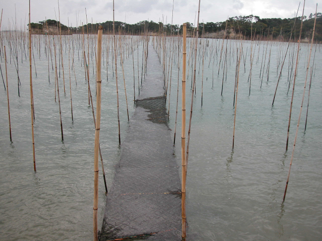 Bamboo raft culture of oysters with net strung between stakes for algaeculture
