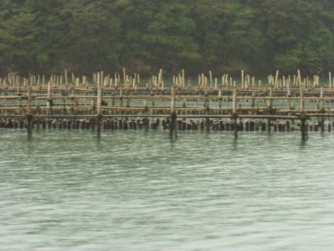Long-line raft culture using bamboo stakes in a bay in Japan