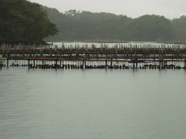 Distant view of long-line stake culture using bamboo stakes in a bay in Japan
