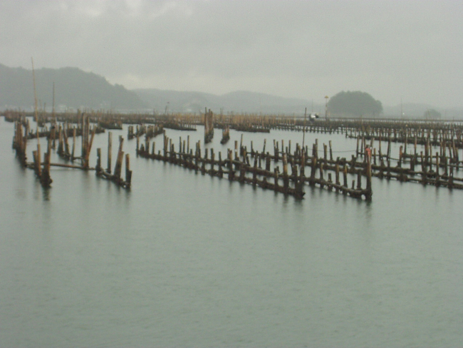 Rows of bamboo stakes cross the bay holding ropes with oysters growing onthem
