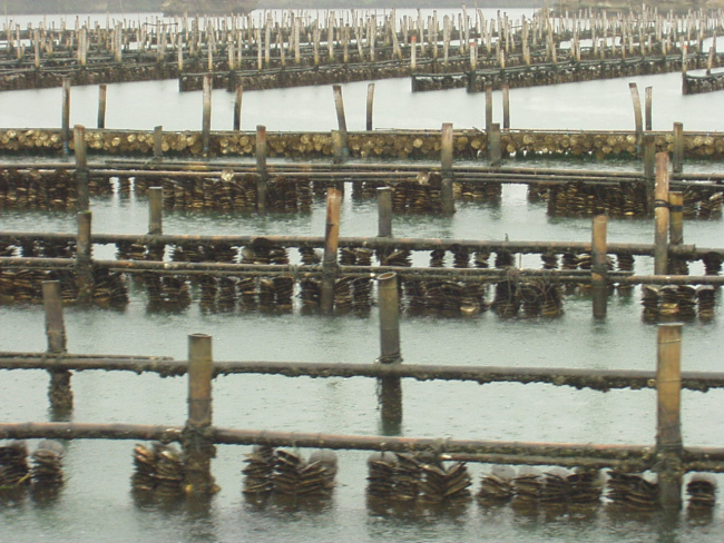 Close-up view of Japanese oyster culture on scallop shells attached to ropesheld on bamboo stakes