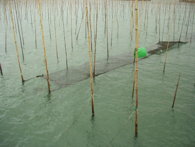 Algae mat for algae culture in between bamboo stakes used in long-lineaquaculture of oysters