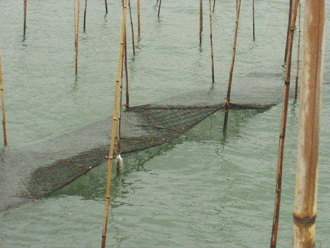 View of mat used for algae culture between oyster culture beds atlow tide with mat exposed