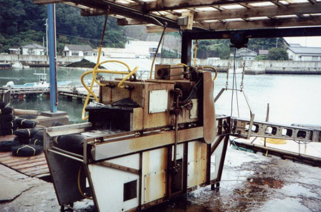 Depuration process for food oysters used in Japanese oyster processingplant