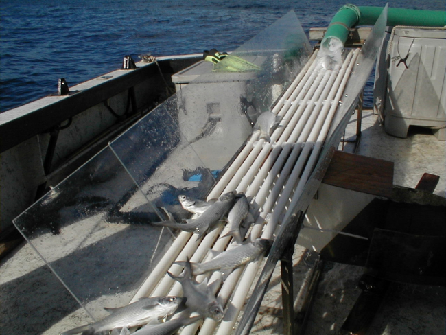 Photo of the dewatering table as fish are harvested from the offshore cagein Hawaii