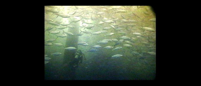 View of diver inside the offshore cage used in aquaculture in Hawaii