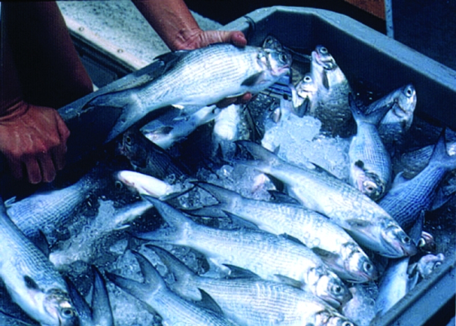 Moi fish which have been harvested from an offshrore cage and put on icefor market in Hawaii