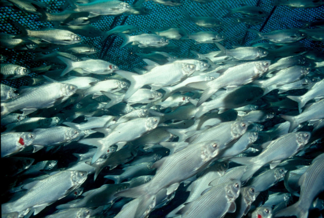 An example of Pacific threadfin (Moi) inside an offshore cage in Hawaii