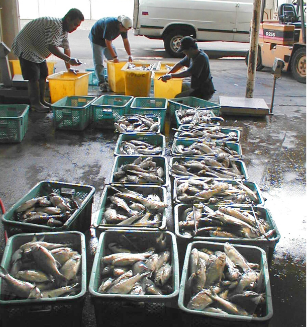 Moi, Pacific threadfin, being sorted for market after harvest from an offshoreaquaculture cage in Hawaii