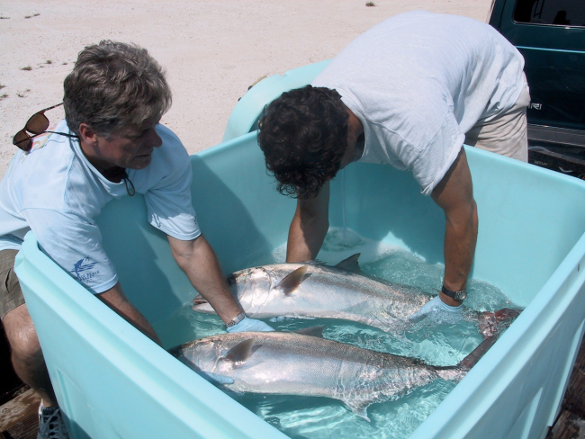 Photo of amberjack tuna broodstock being transferred to plastic tanksfor temporary holding