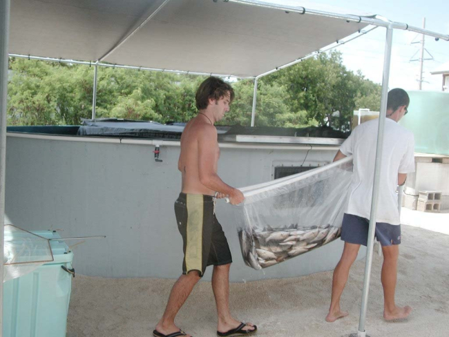 Staff transporting fish by stretcher at the Florida Keys research laboratory