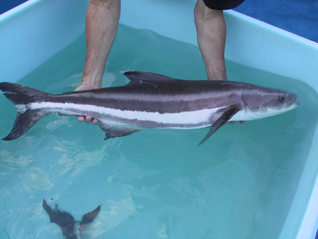 A female broodstock cobia approximately 8 kilograms in weight prior to transportto broodstock holding tanks