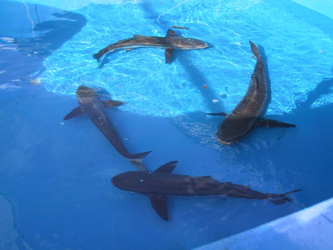 Adult cobia broodstock swimming in a circle in their holding tank at theFlorida research laboratory