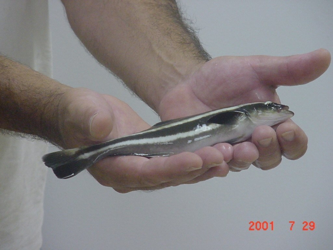 Juvenile cobia showing amazing growth at only 8 weeks of age