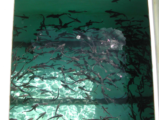 The first harvest of cultured cobia at the Florida research laboratory