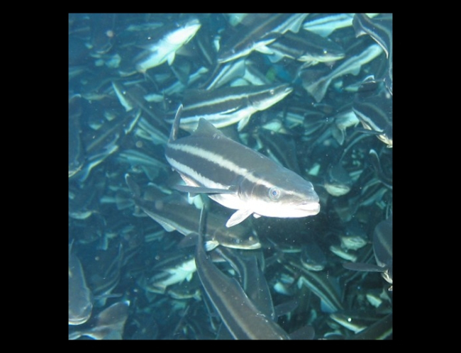 Closeup view of cobia that were being fed and raised in an offshore cagein Culebra, Puerto Rico